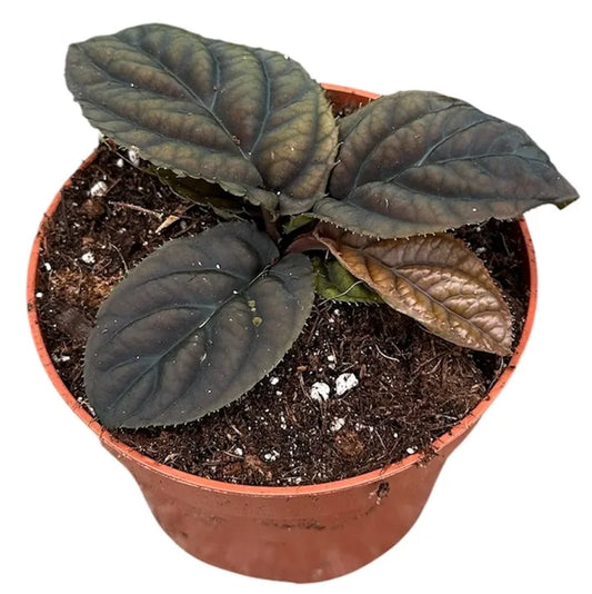 Labisia sp. Vietnam