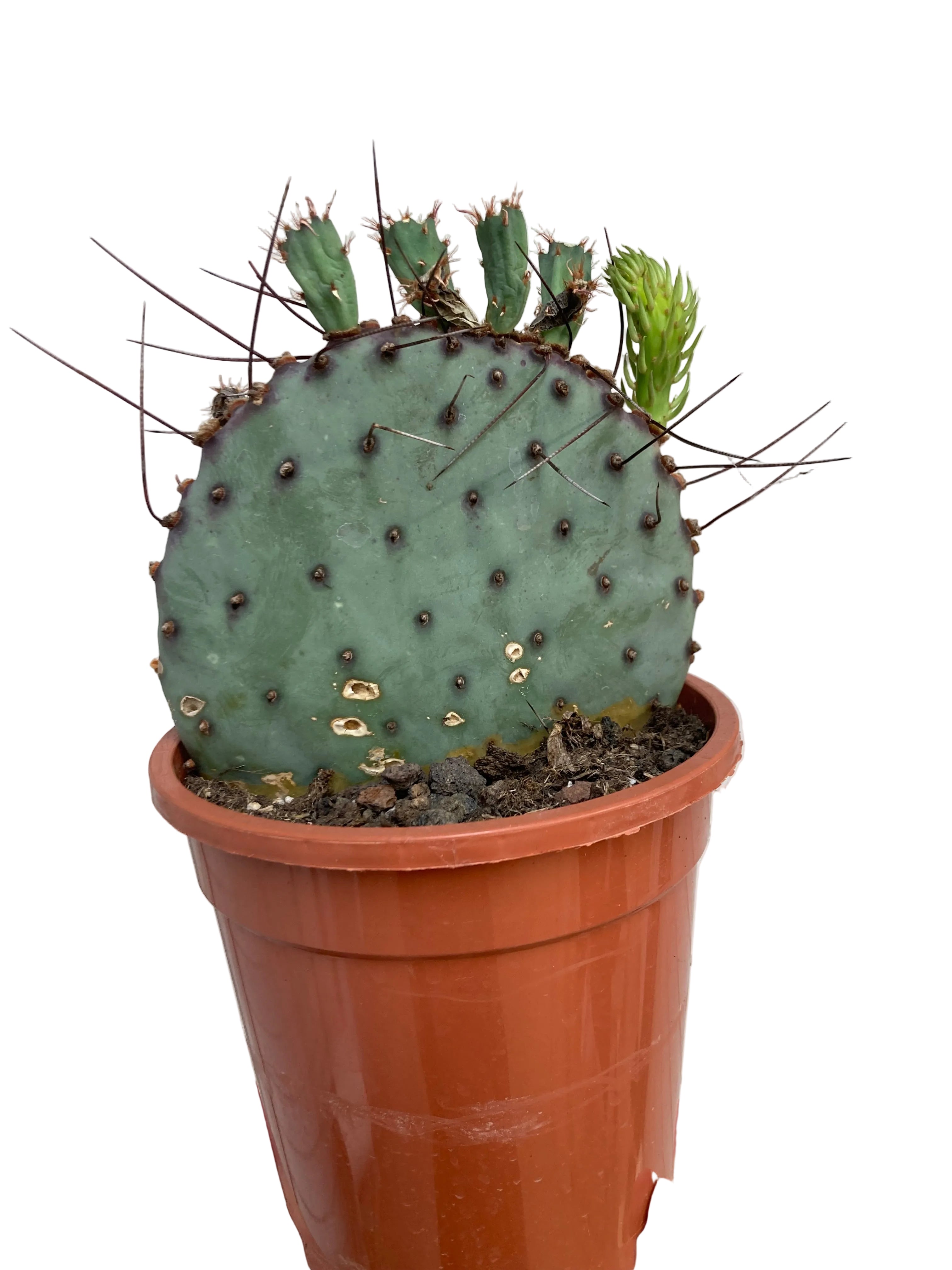 Opuntia Azurea