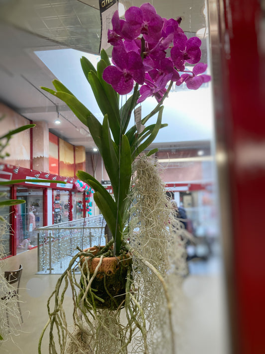 Vanda ‘Tayanne Cerise’