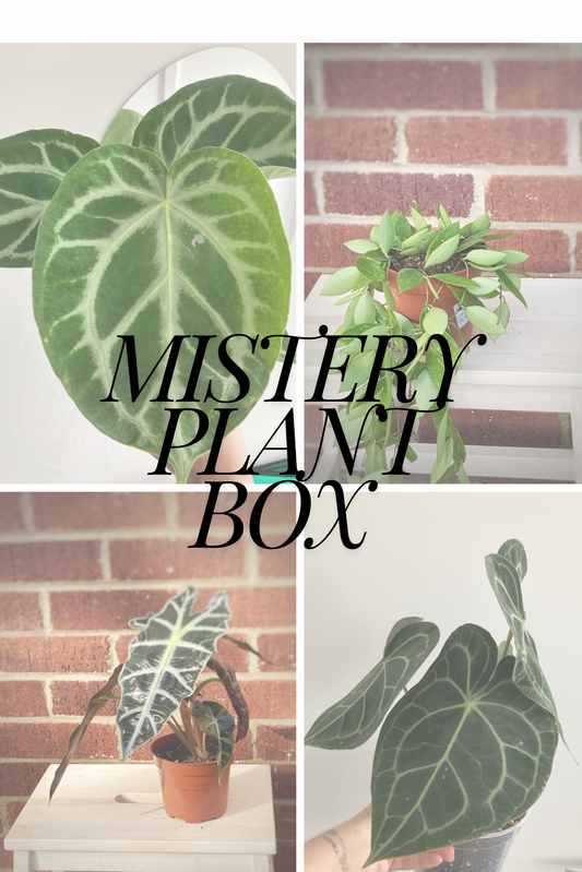 Mistery Plant Box ( Random Mix )