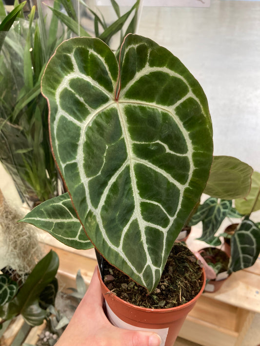 Anthurium ‘Crystallinum’