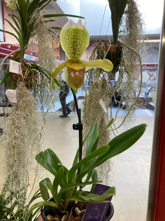 Paphiopedilum ‘ Insigne’