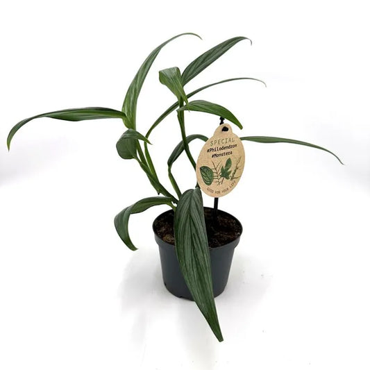 Epipremnum amplissimum ‘silver stripe’