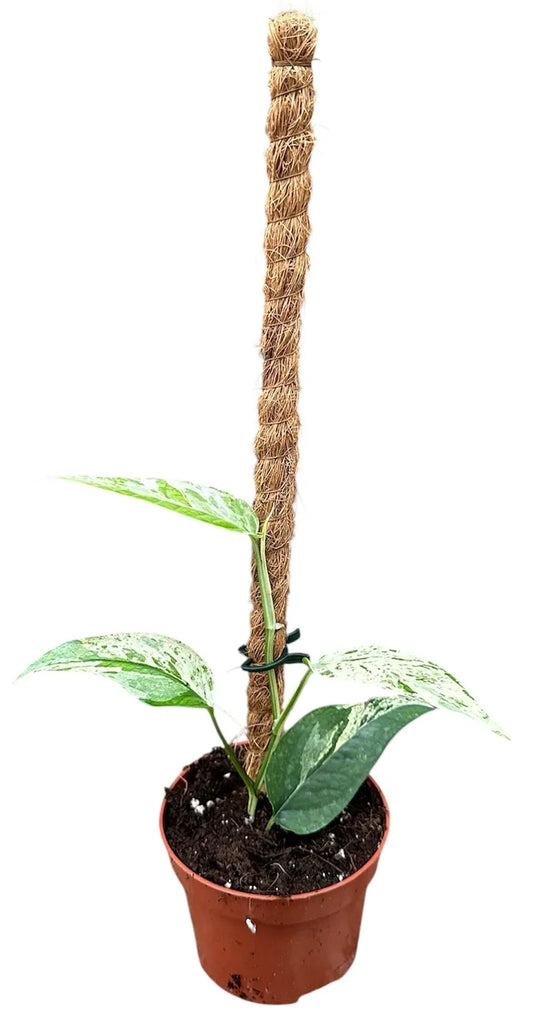 Epipremnum pinnatum 'Cebu Blue Variegata'