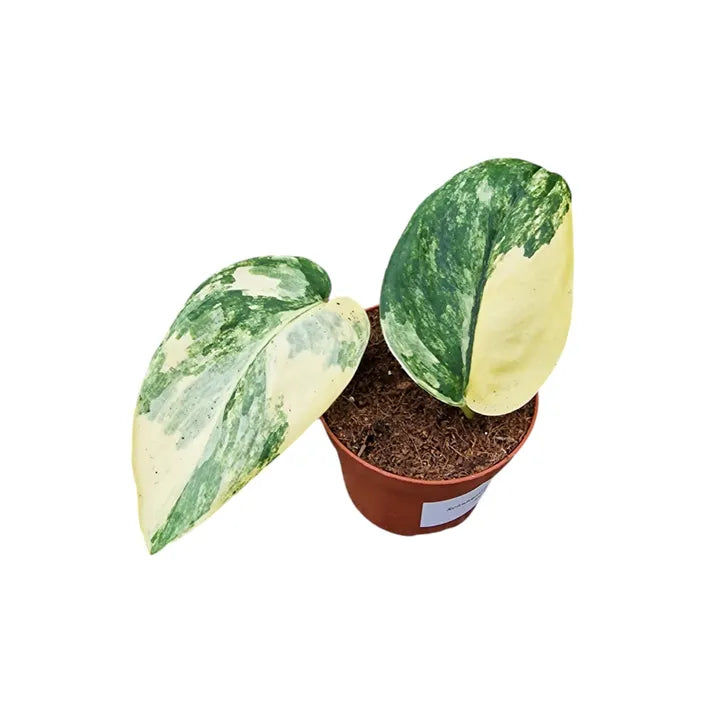 Scindapsus Jade Satin ‘Aurea’